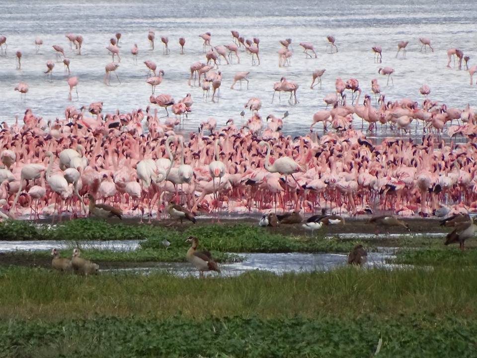 Photo of The Wonder of Maasai Mara(The Value of Exeperience) 7/12 by Kawira Kigunda