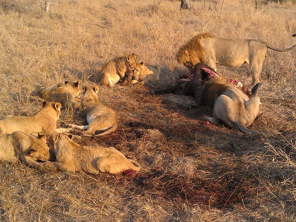 Photo of The Wonder of Maasai Mara(The Value of Exeperience) 1/12 by Kawira Kigunda