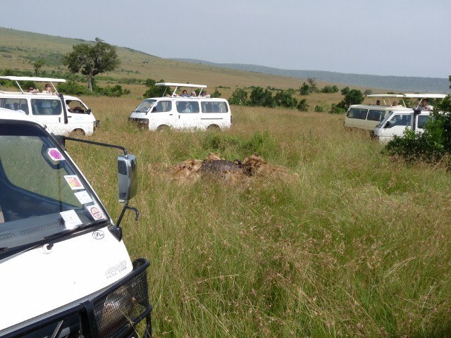 Photo of The Wonder of Maasai Mara(The Value of Exeperience) 8/12 by Kawira Kigunda
