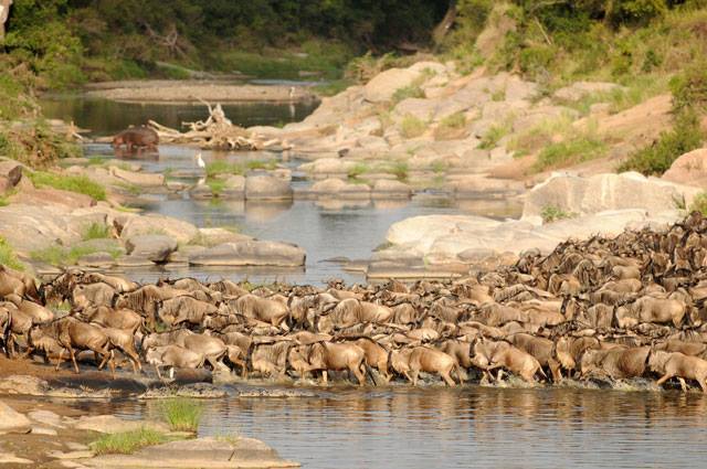 Photo of The Wonder of Maasai Mara(The Value of Exeperience) 9/12 by Kawira Kigunda