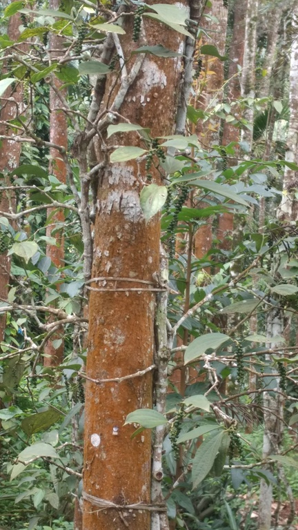 Photo of Kerala Diaries - A Trip To Munnar 1/4 by Pallavi Kumari