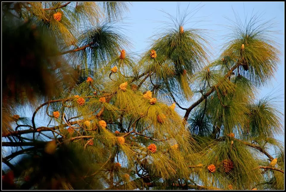 Photo of Lansdowne by Arvind YV