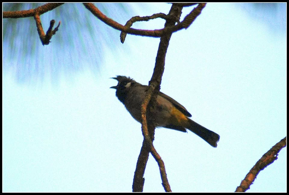 Photo of Lansdowne by Arvind YV