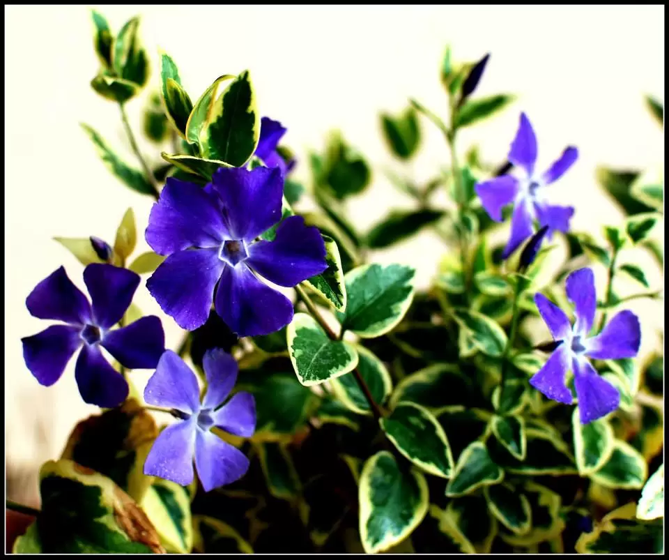 Photo of Lansdowne by Arvind YV