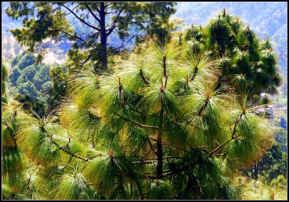 Photo of Lansdowne by Arvind YV
