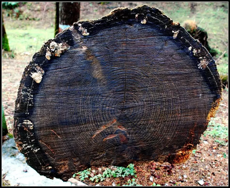 Photo of Lansdowne by Arvind YV