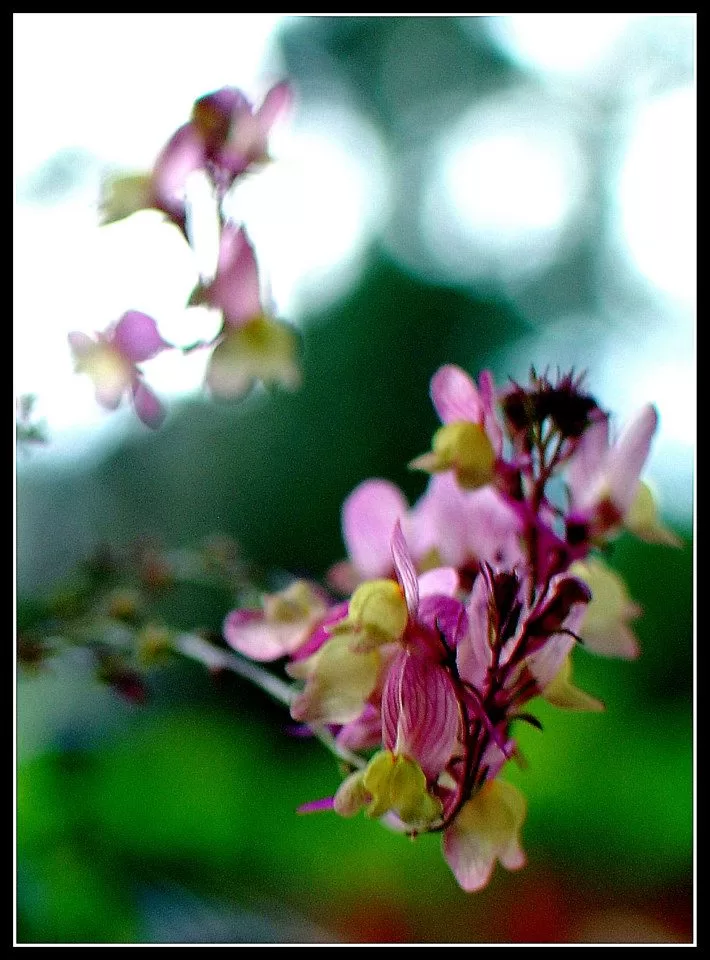 Photo of Lansdowne by Arvind YV