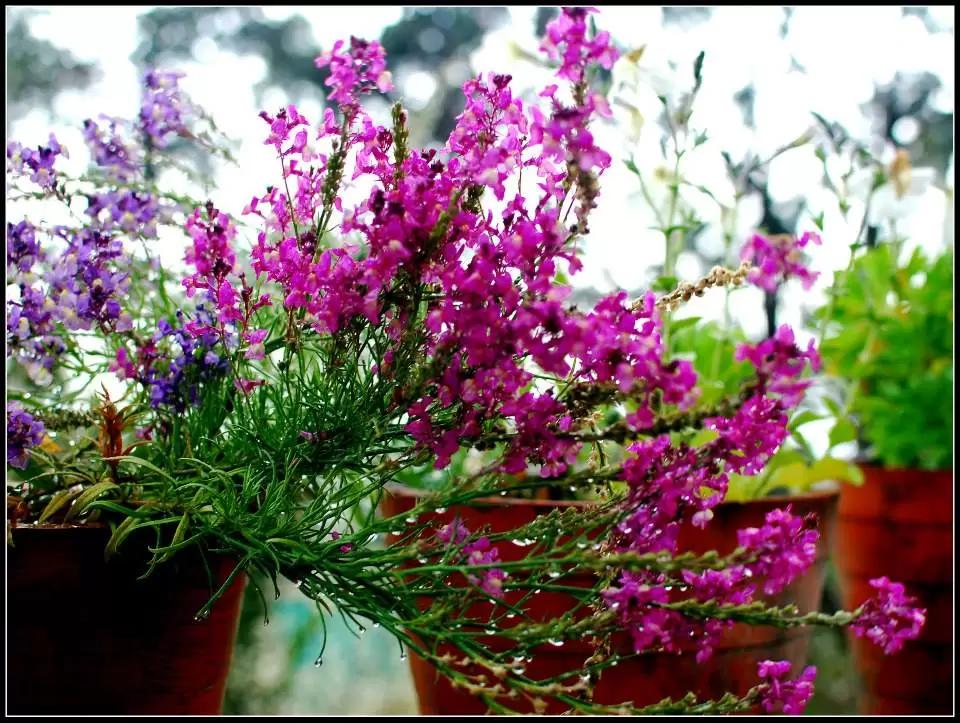 Photo of Lansdowne by Arvind YV