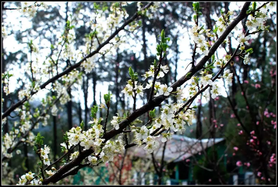 Photo of Lansdowne by Arvind YV