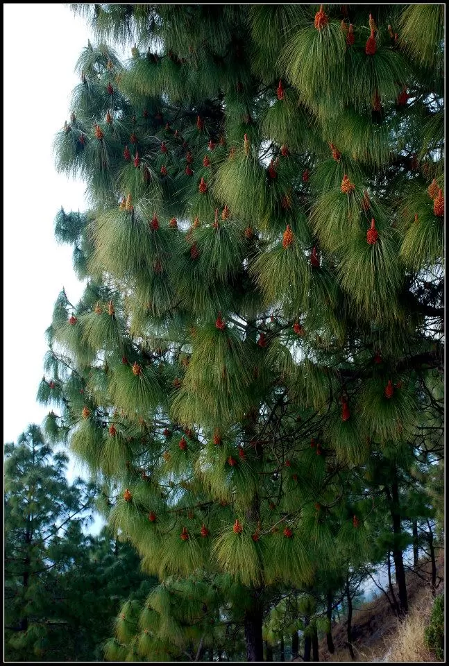 Photo of Lansdowne by Arvind YV