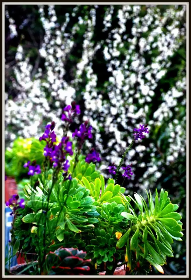 Photo of Lansdowne by Arvind YV