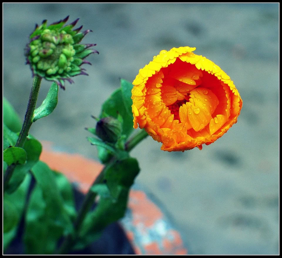 Photo of Lansdowne by Arvind YV