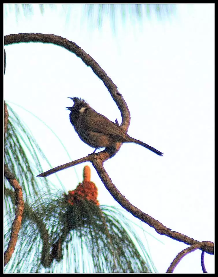 Photo of Lansdowne by Arvind YV