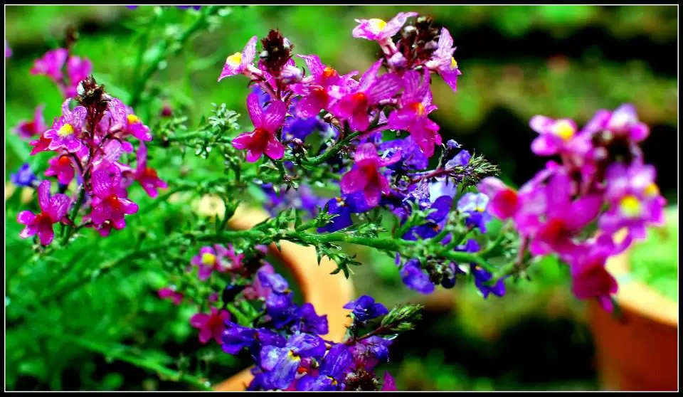 Photo of Lansdowne by Arvind YV