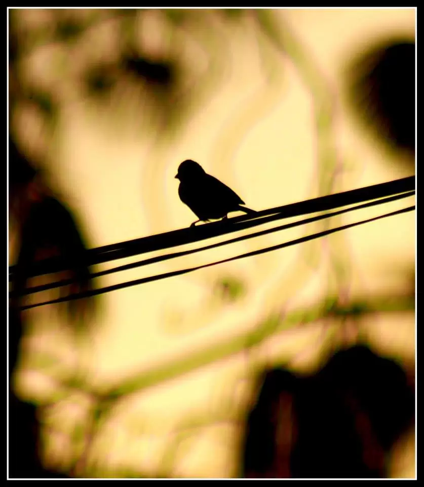 Photo of Lansdowne by Arvind YV