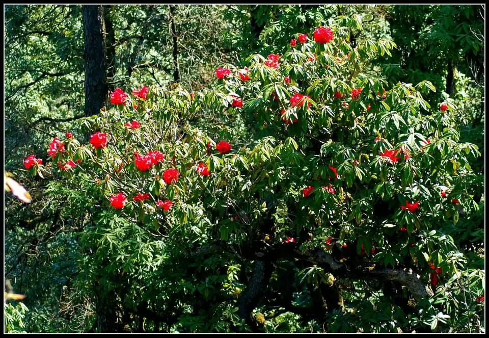 Photo of Lansdowne by Arvind YV