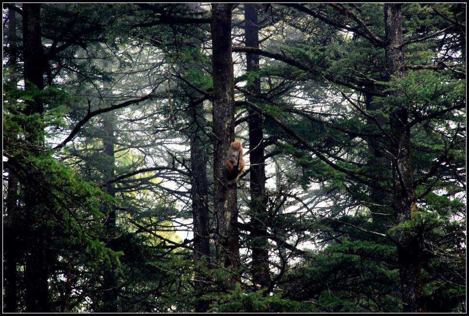 Photo of Lansdowne 51/99 by Arvind YV