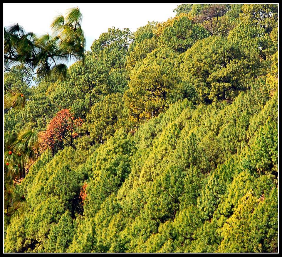 Photo of Lansdowne 31/99 by Arvind YV