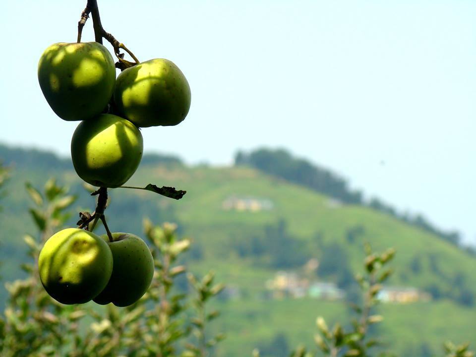 Photo of Top 10 Holiday Destinations In India During Summer 2/4 by Ayandrali Dutta