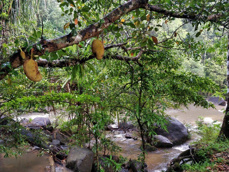 Photo of One Week in Mainland Trang Province (South Thailand under INR 1000 per day) #notonTripoto 68/75 by Rishabh Dev