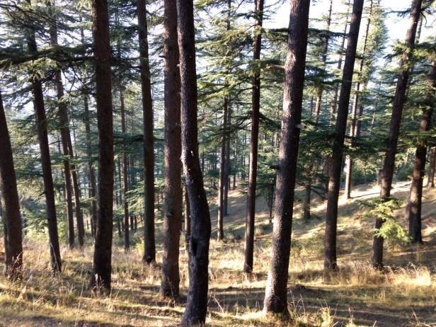 Photo of "Unfolding the Manali I saw" 4/12 by Brinda