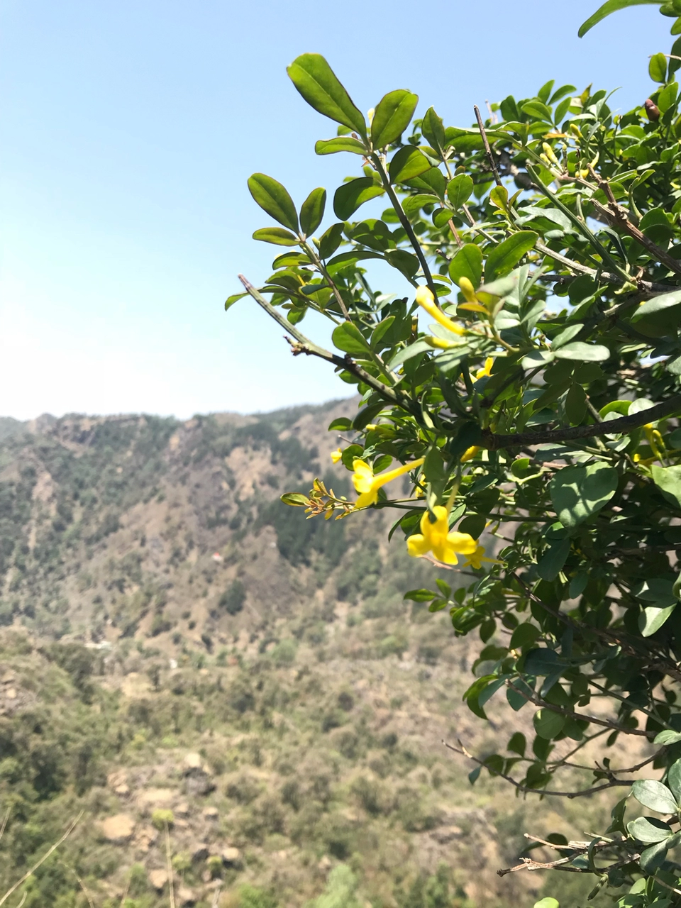 Photo of Himalyan Foothills Of Kausani! 3 Day Escapade. by Nida