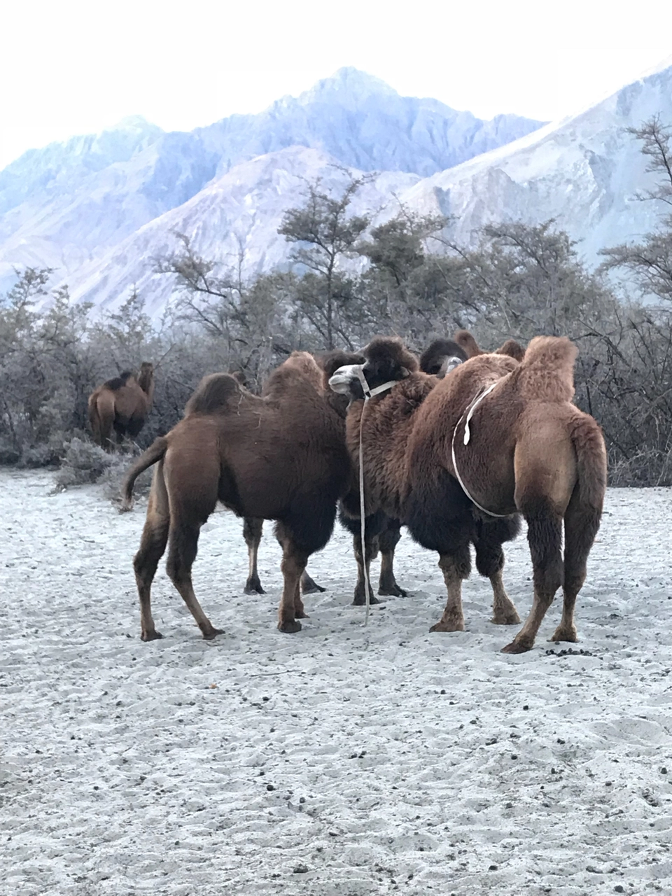 Photo of Nubra Valley by Anuj Khandelwal