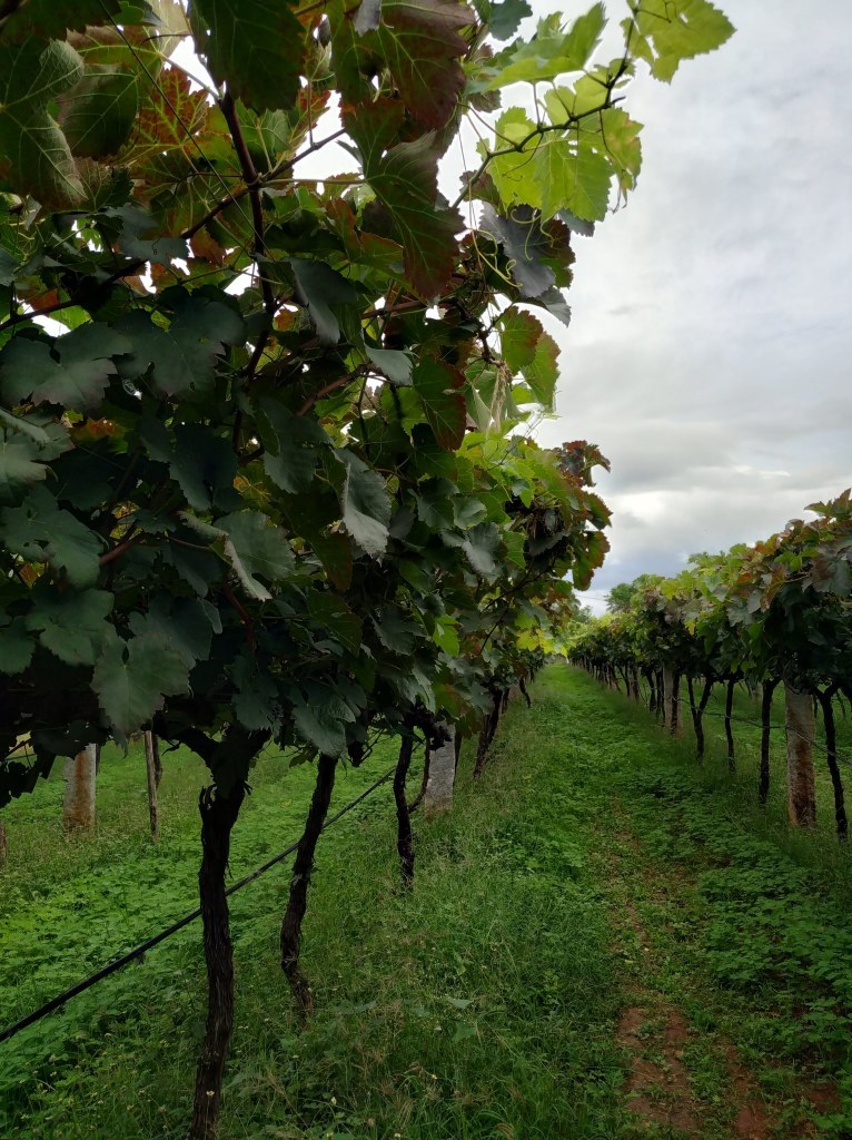 Photo of Amazing Vineyard Tour and Wine-Tasting On Mysore Road 6/9 by Namrata Bordoloi