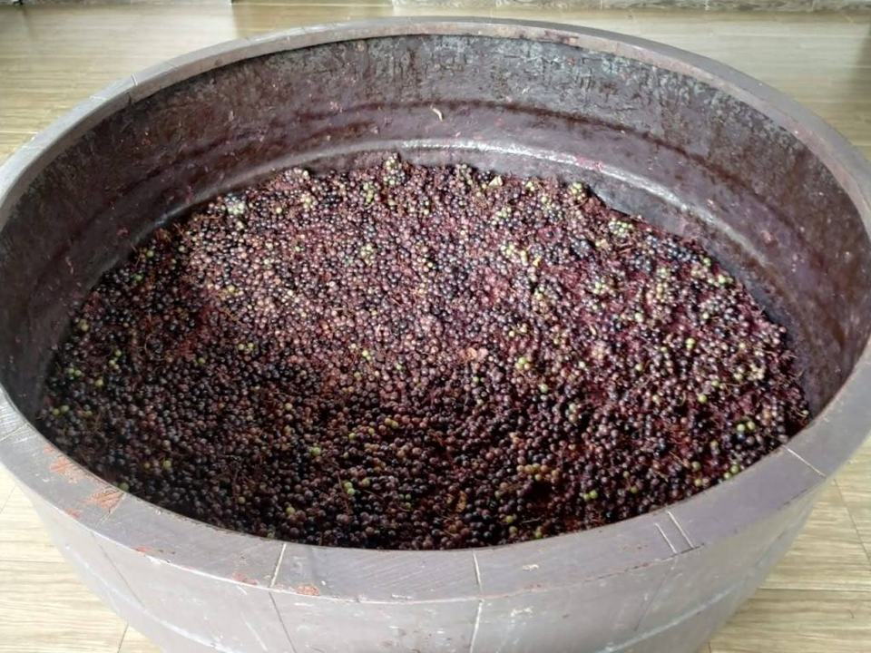 Photo of Amazing Vineyard Tour and Wine-Tasting On Mysore Road 8/9 by Namrata Bordoloi