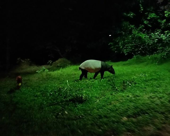 Photo of Mandai Lake Road, Night Safari, Singapore by Shivani Behl Vashishtha