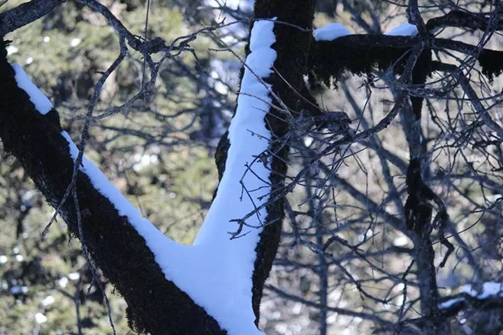 Photo of My first snow adventure -Narkanda by Shivani Behl Vashishtha