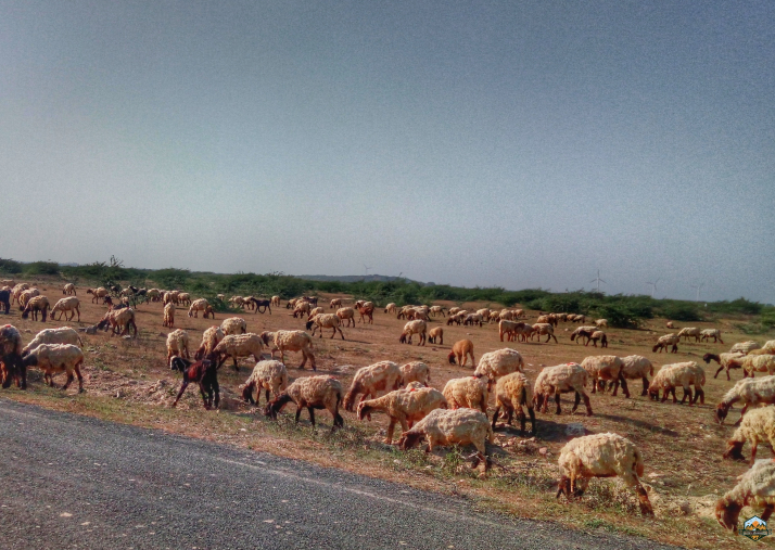 Photo of Two day trip to Somnath and Dwarka by Indian Footsteps