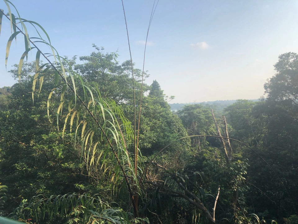Photo of MacRitchie Reservoir, Singapore by Marigold Odyssey