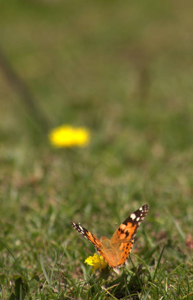 Photo of To be Solo or not be Solo! 43/64 by Arjun Sehrawat