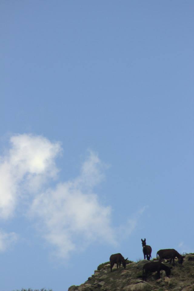 Photo of To be Solo or not be Solo! 42/64 by Arjun Sehrawat