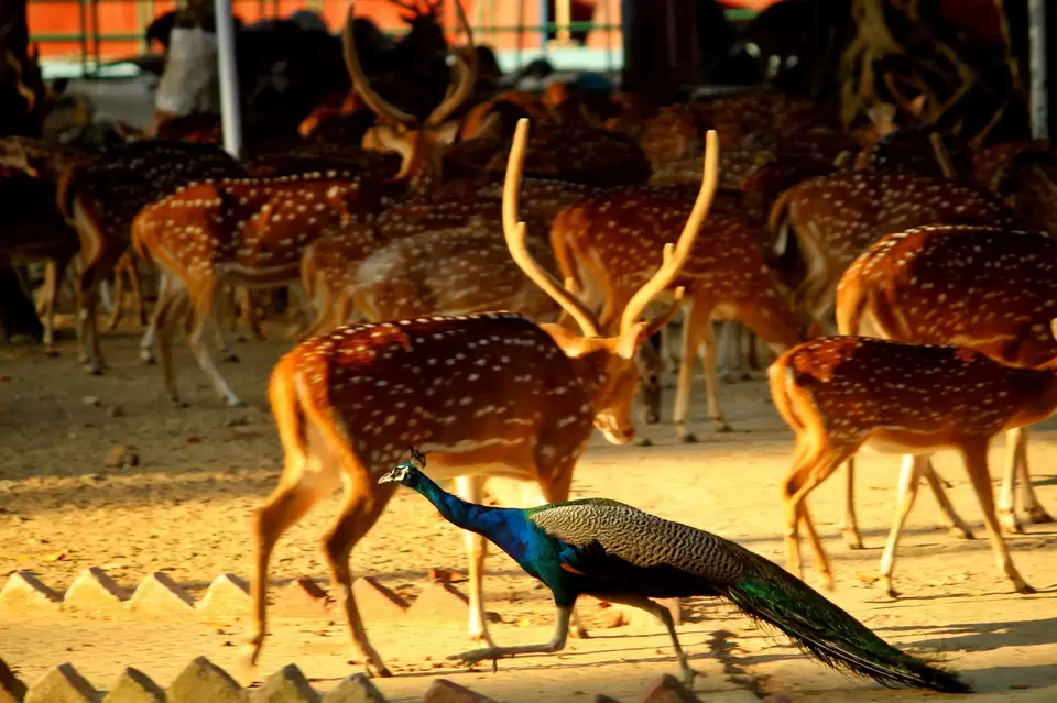Photo of Ross Island by Malay Majithia