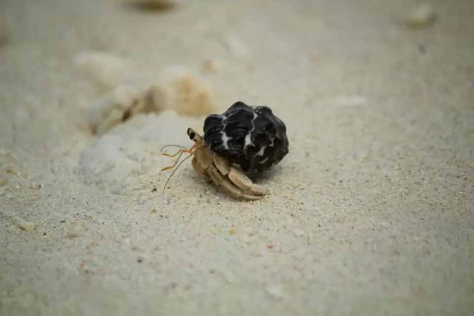 Photo of Kala Pathar Beach, South Andaman, Andaman and Nicobar Islands, India by Malay Majithia