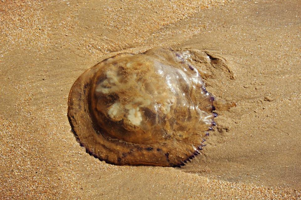 Photo of Kudle Beach, Gokarna, Karnataka, India by Malay Majithia
