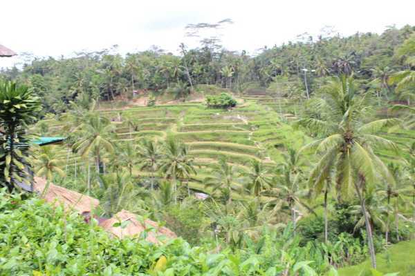 Photo of rice terrace, Tegallalang, Gianyar, Bali, Indonesia by Mileandsmile
