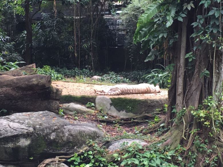 Photo of Visit Singapore For Amazing Experience. Here’s Guide For You!!! 14/25 by Desi Gypsy