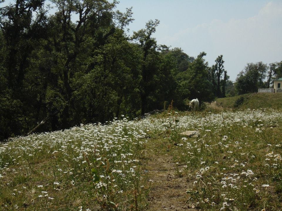 Photo of The solo trek with fear and hope – Nag Tibba 6/11 by Nikhil Jain