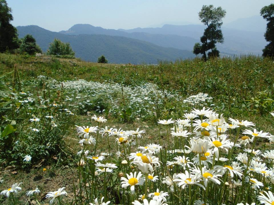 Photo of The solo trek with fear and hope – Nag Tibba 8/11 by Nikhil Jain