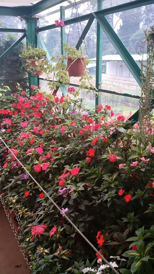 Photo of Romancing the Nilgiris – Southern Sojourn! 11/14 by Arthi