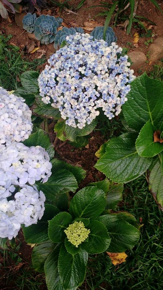 Photo of Romancing the Nilgiris – Southern Sojourn! 9/14 by Arthi