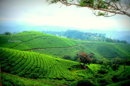 Photo of Tea Museum, NH 49, Nullatanni, Munnar, Kerala, India by richa