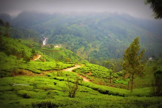 Photo of Tea Museum, NH 49, Nullatanni, Munnar, Kerala, India by richa