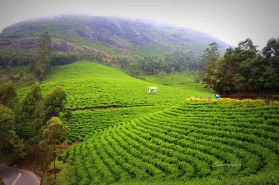 Photo of Tea Museum, NH 49, Nullatanni, Munnar, Kerala, India by richa