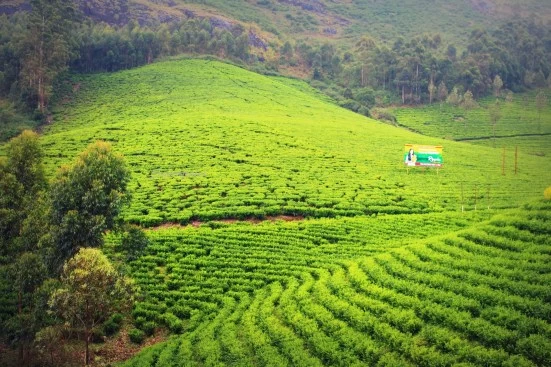 Photo of Tea Museum, NH 49, Nullatanni, Munnar, Kerala, India by richa