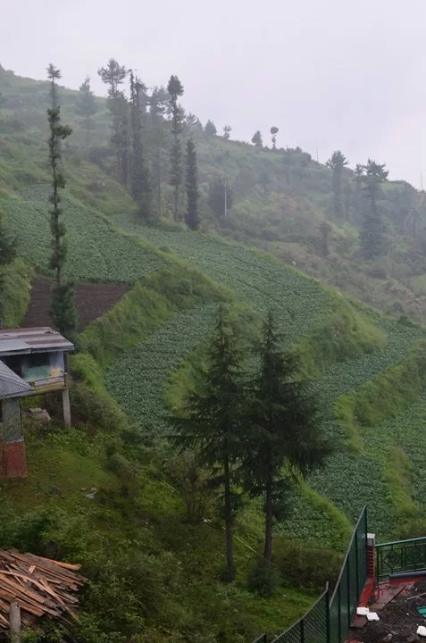 Photo of Fagu, Himachal Pradesh, India by Upasana Venaik