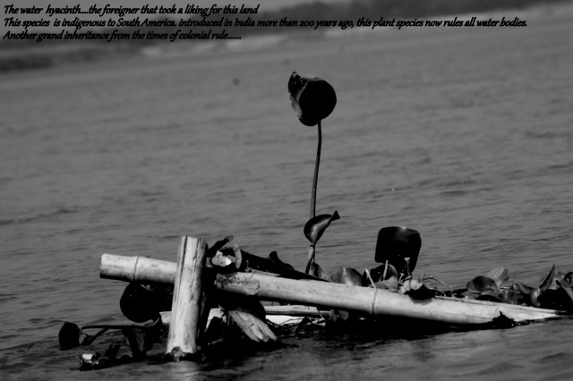 Photo of "Chupir Char" - an oxbow lake, a boat ride in the Ganges and birds!!! 4/12 by Dhrubajyoti Das